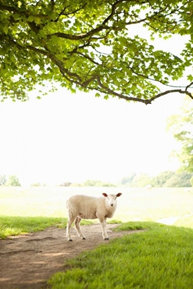 Picture of PASTURE SHEEP III