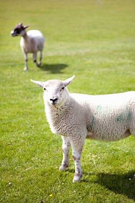 Picture of PASTURE SHEEP IV
