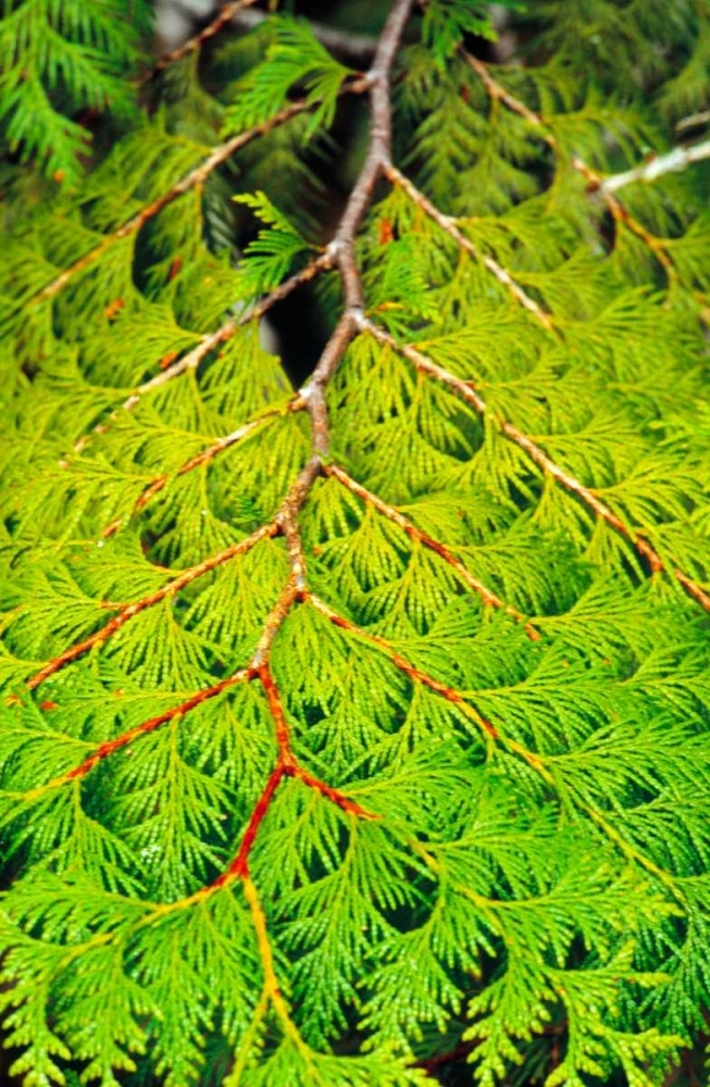 Somerset House Images. WESTERN RED CEDAR