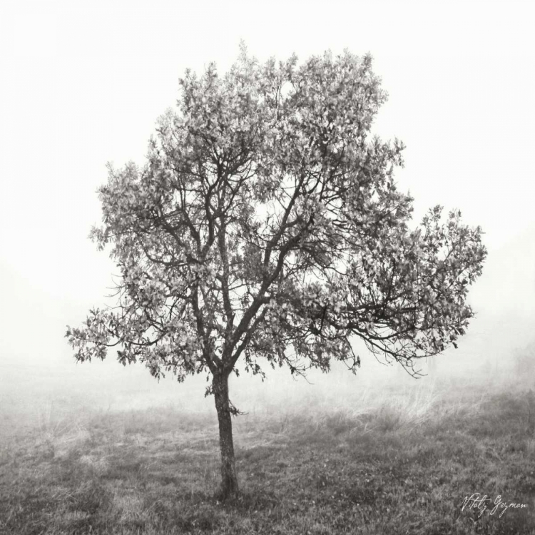 Picture of BURNING OAK BW VI