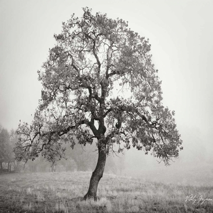 Picture of BURNING OAK BW VII