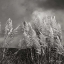 Picture of WHITE TOWERS IV BW