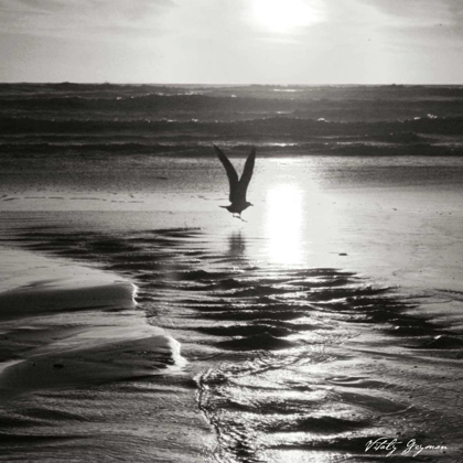 Picture of SUNSET BIRD SQ BW