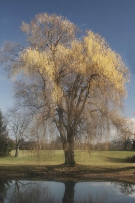 Picture of WILLOW MAGIC II