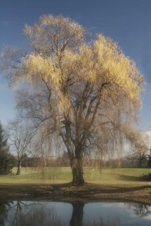 Picture of WILLOW MAGIC II