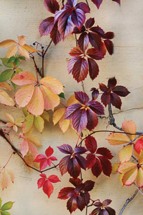 Picture of VINE LEAF ROMANCE I