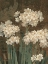 Picture of PETIT JARDIN NARCISSUS