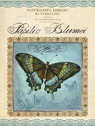 Picture of PAPILIO BLUMEI