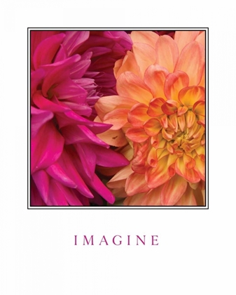 Picture of IMAGINE FLOWERS