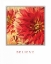 Picture of BELIEVE FLOWERS