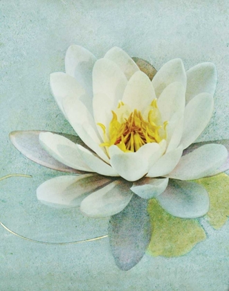 Picture of POND LILY