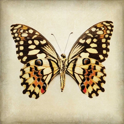 Picture of BUTTERFLY 6