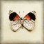 Picture of BUTTERFLY 12