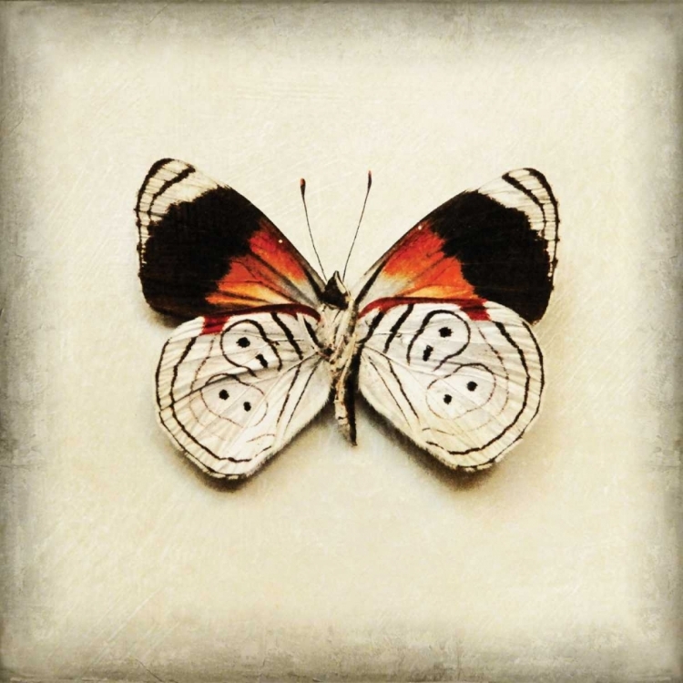 Picture of BUTTERFLY 12