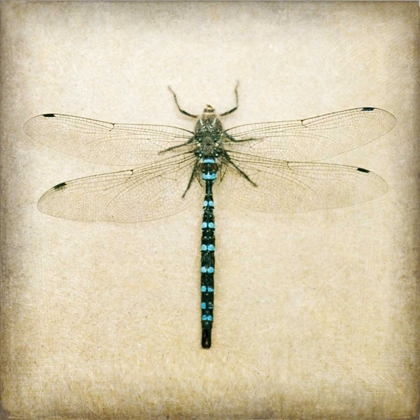 Picture of DRAGONFLY I