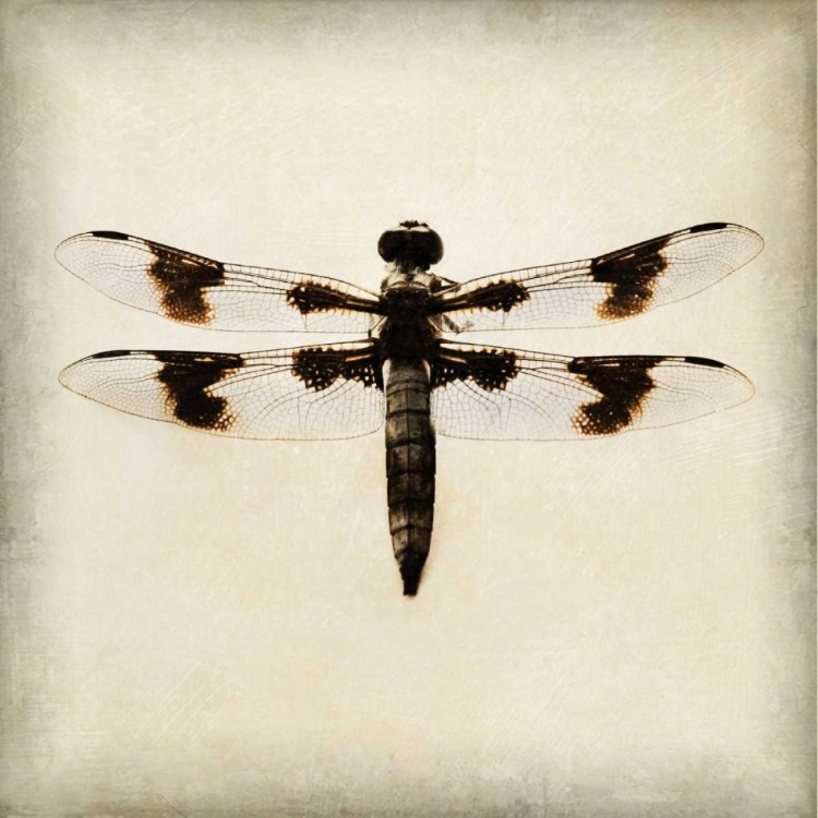 Picture of DRAGONFLY II