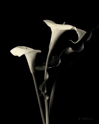 Picture of BOTANICAL ELEGANCE CALLA III