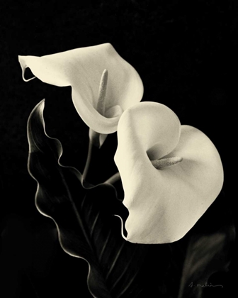 Picture of BOTANICAL ELEGANCE CALLA IV