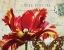 Picture of CARTE POSTALE TULIP I