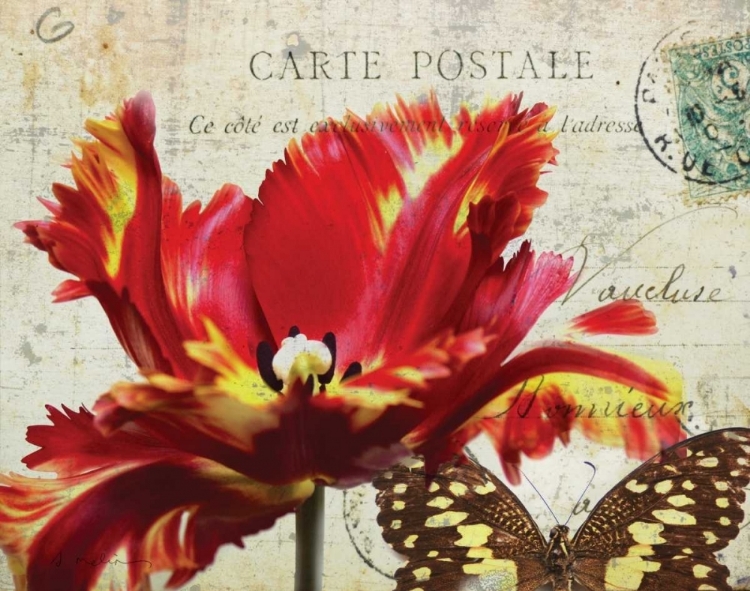 Picture of CARTE POSTALE TULIP I