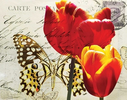 Picture of CARTE POSTALE TULIP II