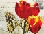Picture of CARTE POSTALE TULIP II