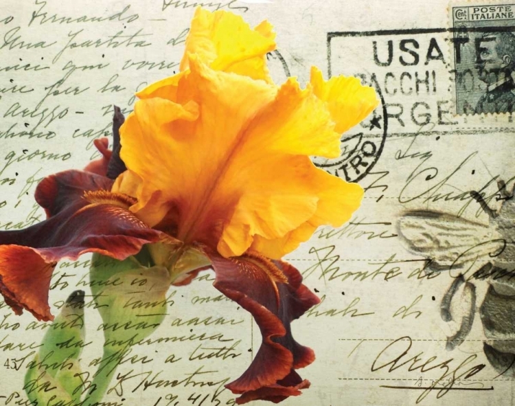 Picture of CARTE POSTALE IRIS