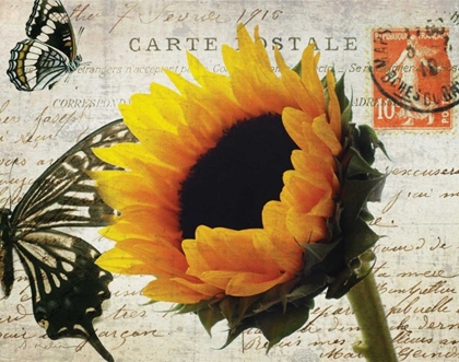 Picture of CARTE POSTALE SUNFLOWER