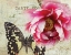 Picture of CARTE POSTALE PEONY