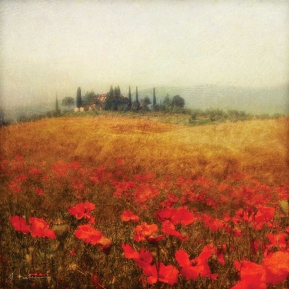 Picture of TUSCAN POPPIES