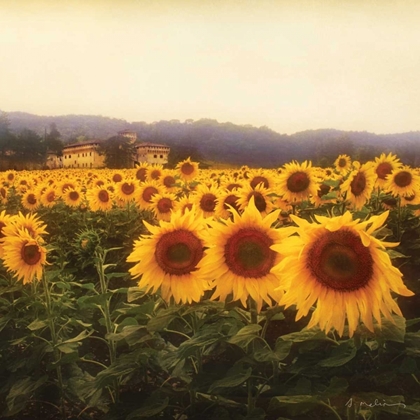 Picture of TUSCAN SUNFLOWERS