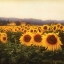 Picture of TUSCAN SUNFLOWERS