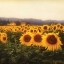 Picture of TUSCAN SUNFLOWERS