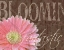 Picture of GERBERA I