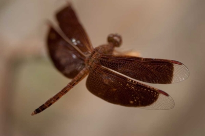 Picture of DRAGONFLY I