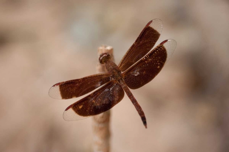 Picture of DRAGONFLY II