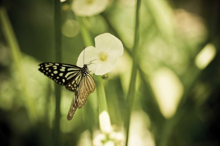 Picture of BUTTERFLY I