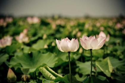 Picture of LOTUS FLOWERS I