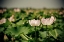 Picture of LOTUS FLOWERS I