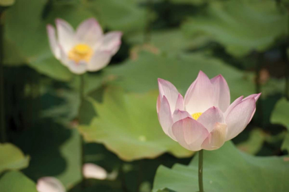Picture of LOTUS FLOWERS II