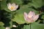 Picture of LOTUS FLOWERS II