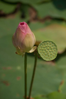 Picture of LOTUS FLOWERS III