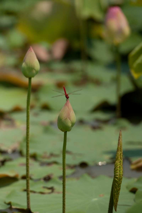 Picture of LOTUS FLOWERS IV