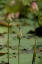 Picture of LOTUS FLOWERS IV