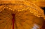 Picture of BANTEAY KDEI UMBRELLA