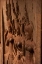 Picture of APSARA CARVINGS