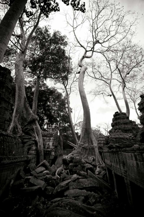 Picture of ANCIENT TA PROHM I