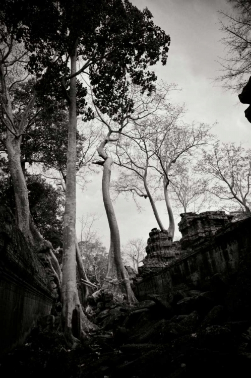 Picture of ANCIENT TA PROHM II