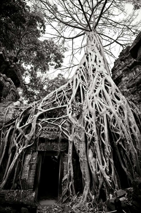 Picture of DOORWAY AND ROOTS I