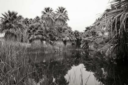 Picture of ANCIENT PALMS I